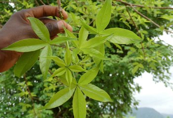 baobab leaves