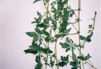 Bidens biternata © Maundu, 2005.JPG