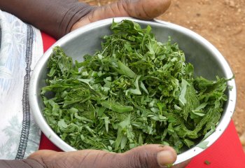 baobab leaves chopped