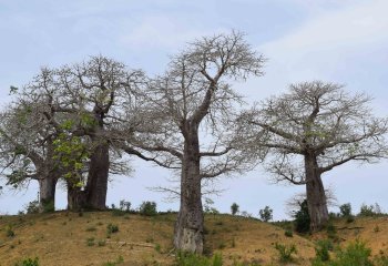 cluster of baobab trees
