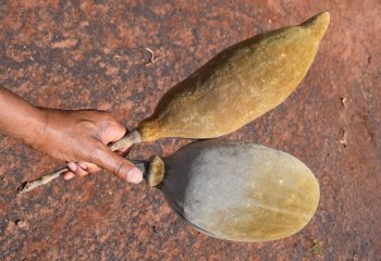 Baobab tree nursery