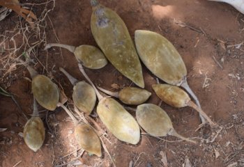 baobab fruit