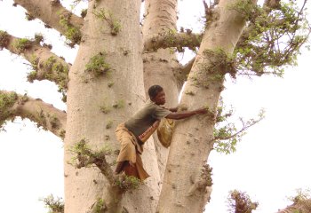 harvesting baobab leaves