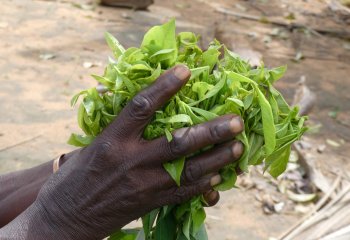 baobab leaves