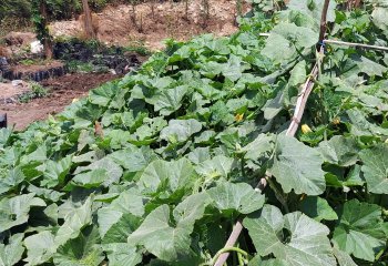 Pumpkin leave vegetables