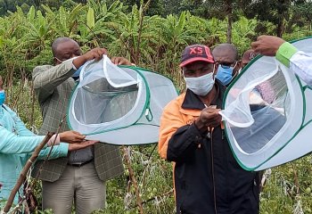 Wasp release to fight tuta absoluta