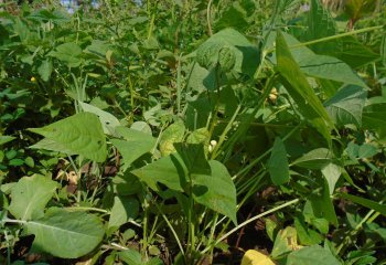 Phaseolus vulgaris plant with leaves 