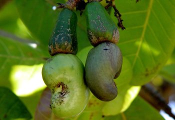Cashew apples and nuts