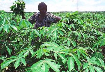 Cassava crop