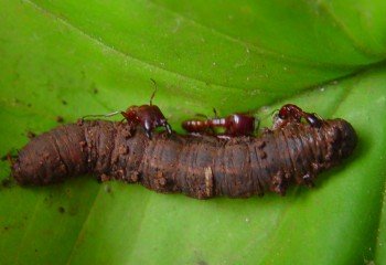 Ants attacking a cutworm caterpillar Ants attacking a cutworm caterpillar