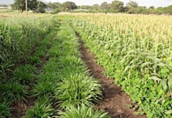 Sorghum intercropped with greenleaf desmodium