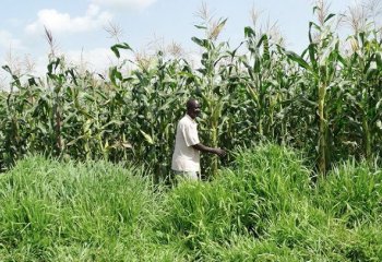 A Pushpull farmer on his pushpull plot