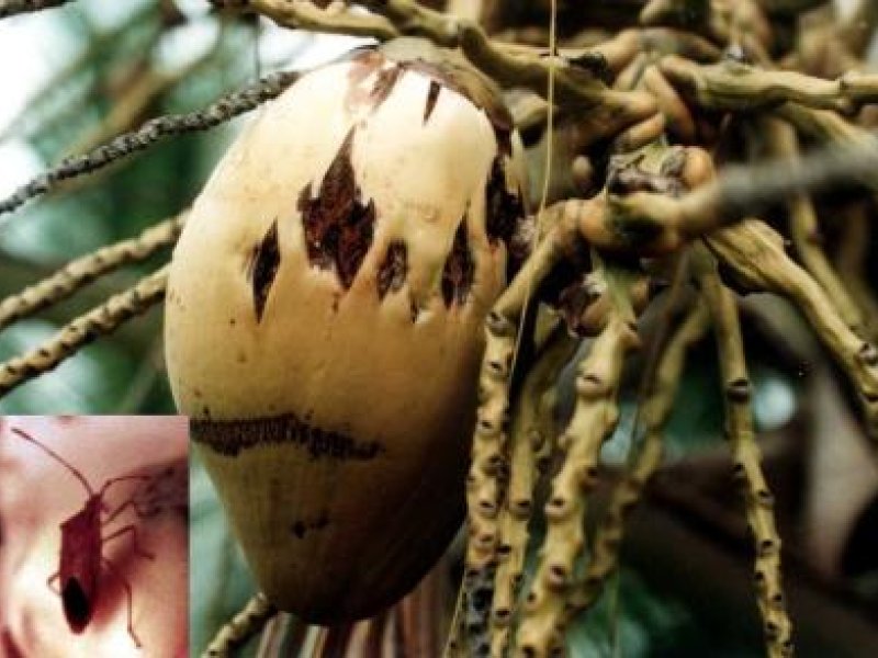 Coconut damaged by the coconut bug 