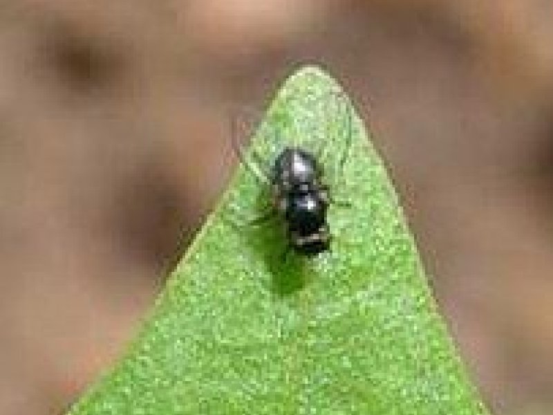 Bean fly on french beans 