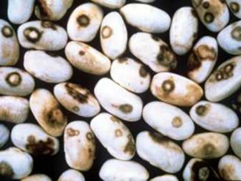 Anthracnose (Colletotrichum lindemuthianum) on dry bean seeds