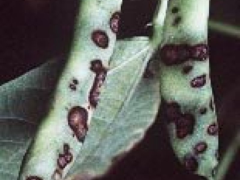 Colletotrichum lindemuthianum on bean pods (Jim Sheppard, Ecoport).