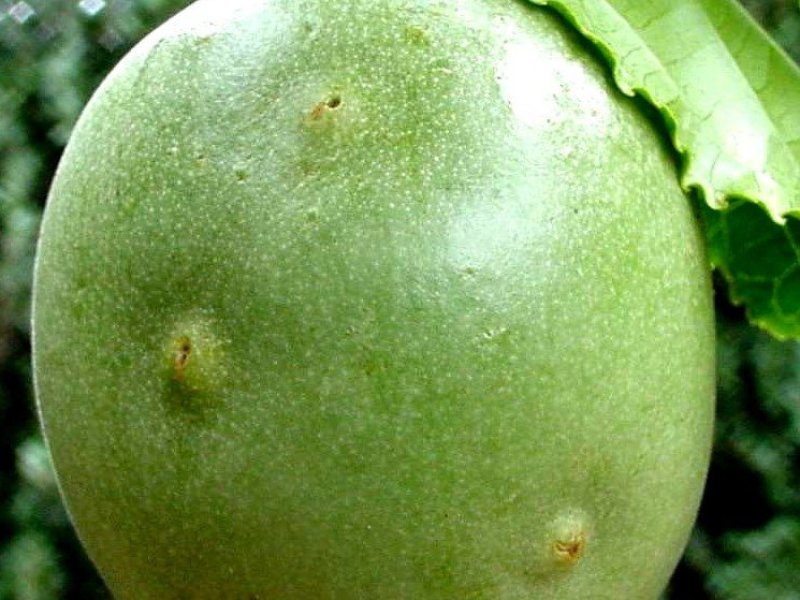 <b>Stinkbug</b> damage on passionfruit