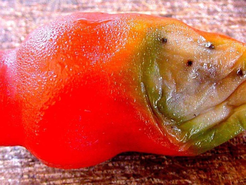 <b>Caterpillar </b>damage on chilli fruit 
