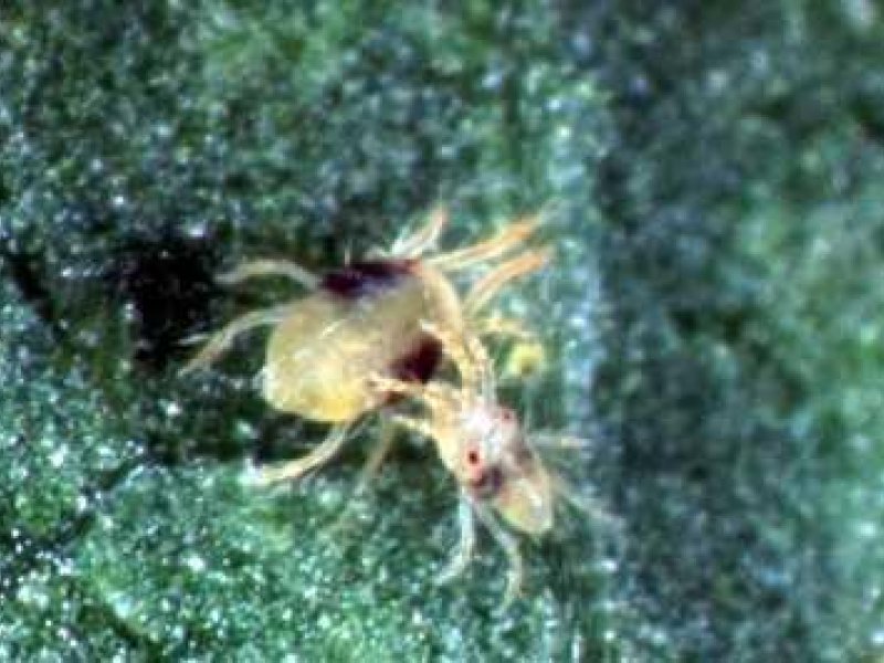 Two-spotted spider mite