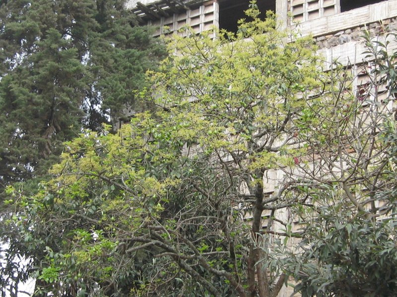 Root rot of avacado tree