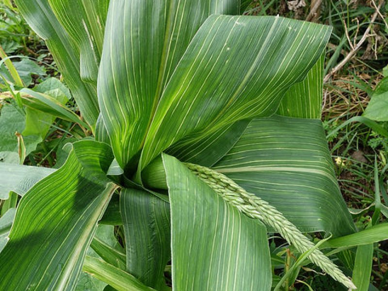 Maize dwarf mosaic virus