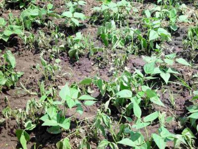 Fusarium wilt on beans