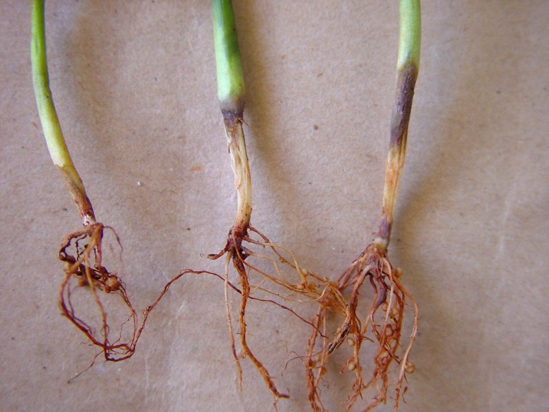 Fusarium root rot on beans