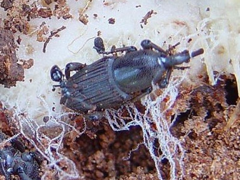 Banana weevil (Cosmopolites sordidus)