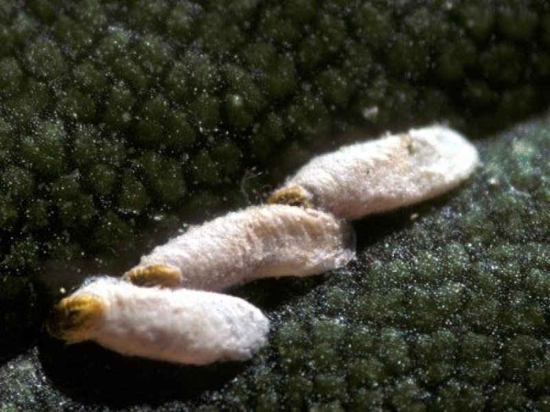 <b>Scale insect</b>. This is not the cassava scale, but an armored scale (related species) 