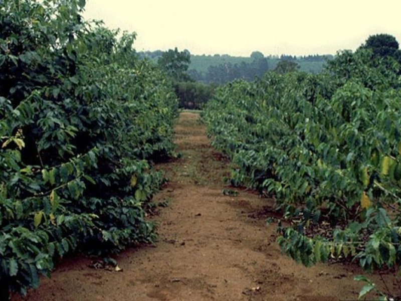 <b> Root-knot nematode </b> <i> (Meloidogyne exigua)</i> damage on coffee on the right. The trees are somehow stunted and yellowish.