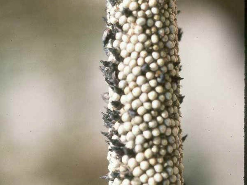 <b>Ergot</b><i>(Claviceps spp.)</i> on millet 