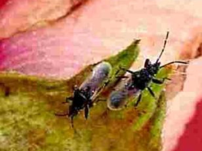 <b>Cotton seed bugs </b><i>(Oxycarenus sp.) </i>on okra, these bugs are small (4 to 6 mm) 