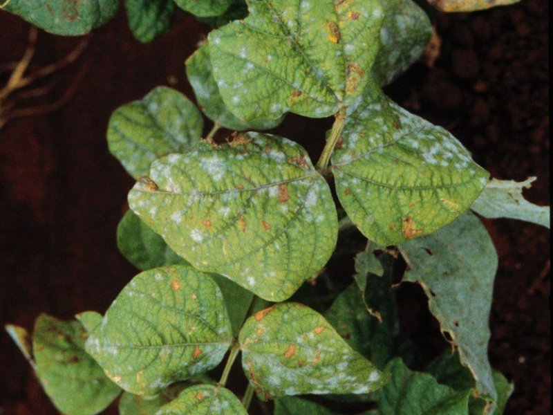 <b>Powdery mildew</b> on French beans