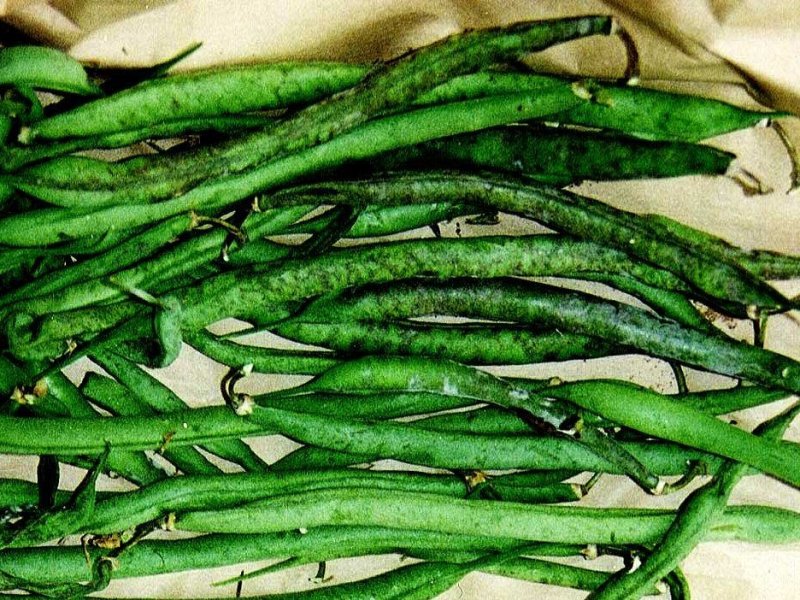 French bean pods with powdery mildew