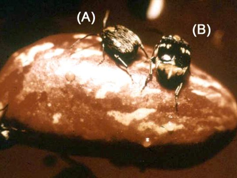 Bruchids on damaged bean <b>Mexican bean weevil adults</b><i> (Zabrotes subfasciatus)</i>