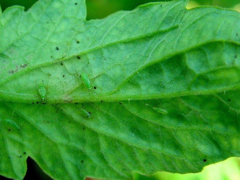 <b>Tomato bug adult </b> <i> (Nesidiocoris tenuis) </i>on tomato plant, they are about 4mm long