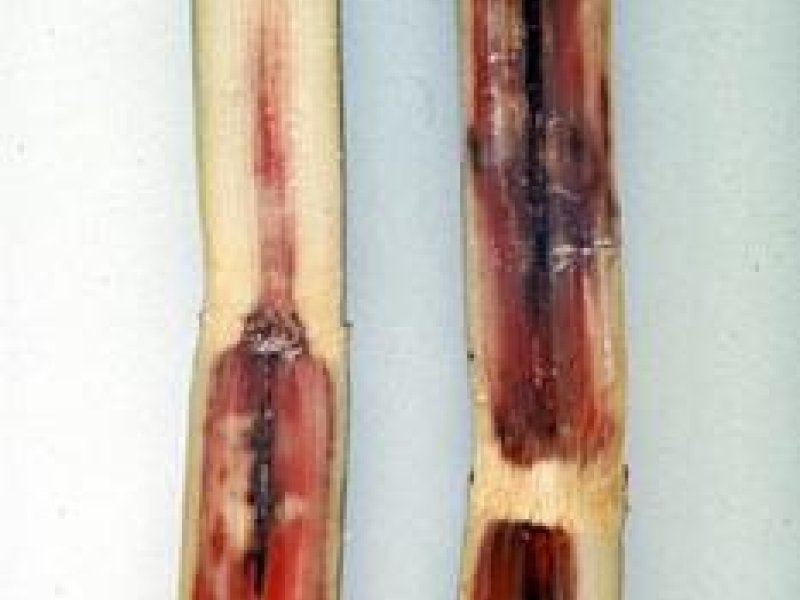 Reddening, followed by black areas of rot, on stems of sugarcane with <b>pineapple disease</b> caused by <i>Ceratocystis paradoxa</i>