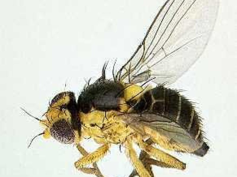 Leafminer adults (Liriomyza trifolii) are flies