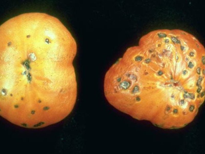 <b>Bacterial spot </b> <i> (Xanthomonas vesicatoria)</i> on tomato fruit: Typical sunken, black spots on the fruit and malformation due to the bacterial infection.