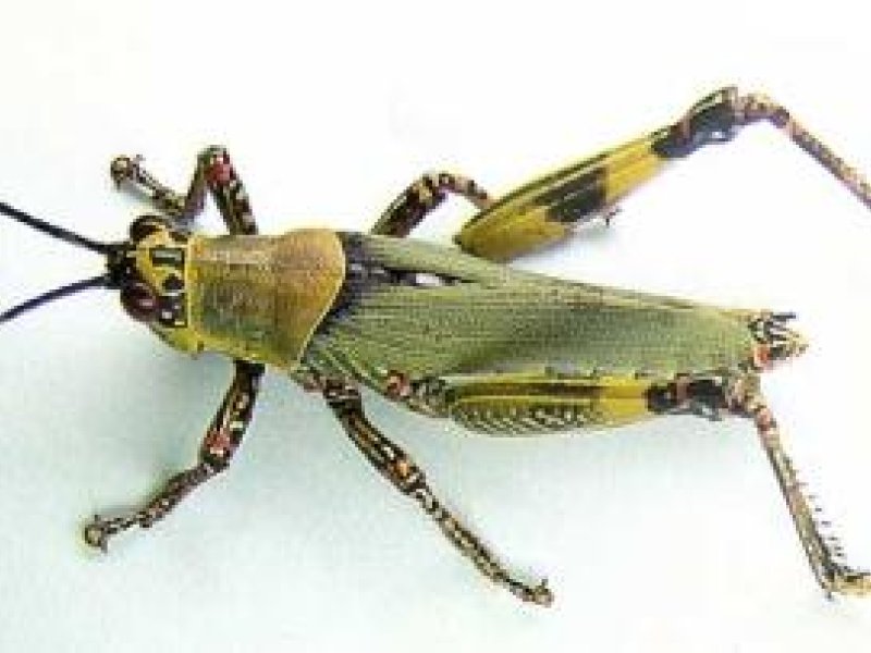 <b>Variegated grasshopper</b> <i>(Zonocerus variegatus)</b> 