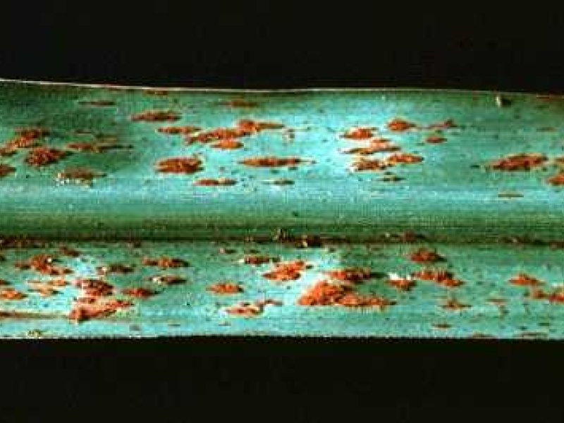 <b>Sugarcane common rust</b> <i>(Puccinia melanocephala)</i>