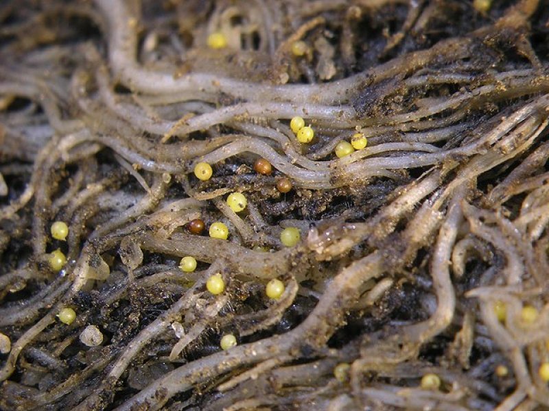 Potato cyst nematode on potato roots