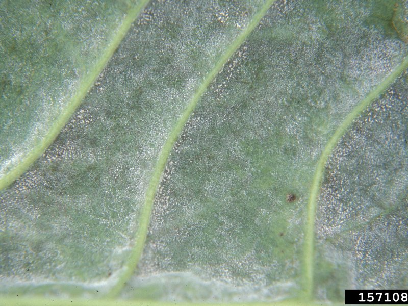 Symptoms of powdery mildew (Erysiphe betae)