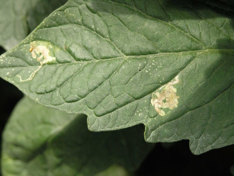 <b>Tomato leaf miner</b> feeding