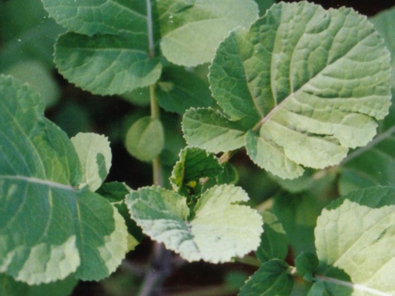 Brassica carinata 