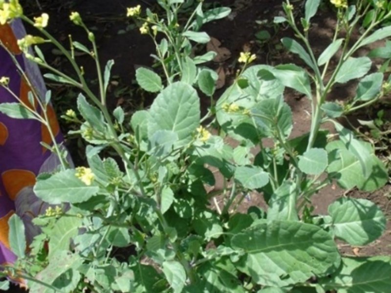 Brassica carinata. ⒸMaundu, 2006
