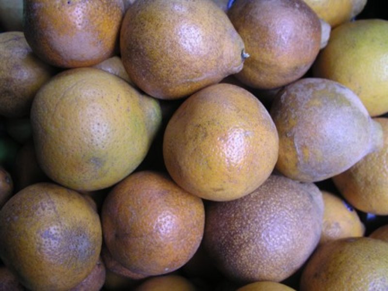 © Maundu, 2005