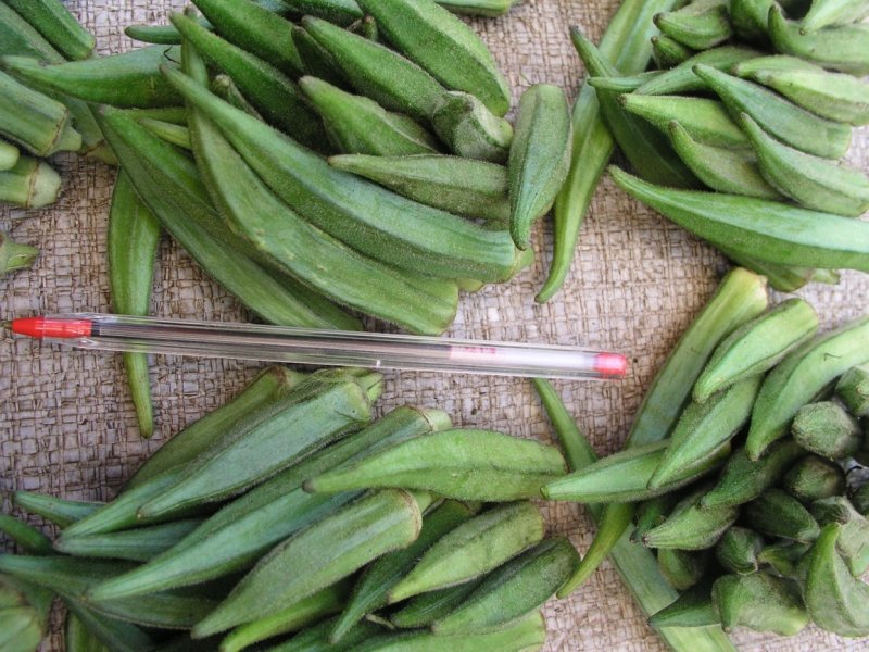 Okra- short okra type in Nairobi Market ,Kenya. Ⓒ Foods of Nairobi people, 2005
