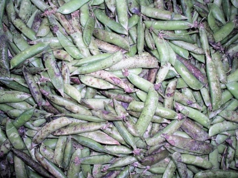 Ⓒ Adeka et al., Foods of Nairobi people, 2005
