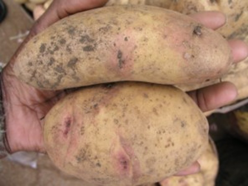 © Adeka et al., 2006